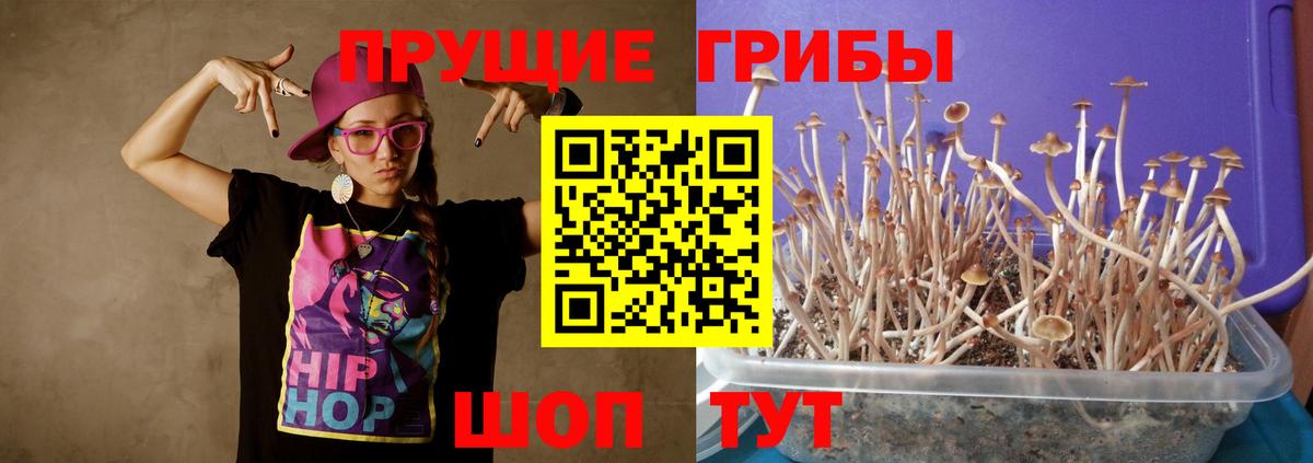 Елизово  Галлюциногенные грибы Psilocybine cubensis  Вход с VPN 
